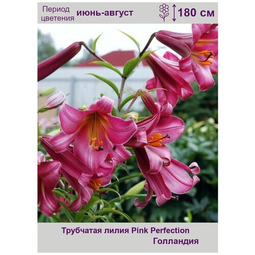 Лилия трубчатая Пинк Перфекшн (Pink Perfection) луковицы 2 шт лилия росселини трубчатая 2шт