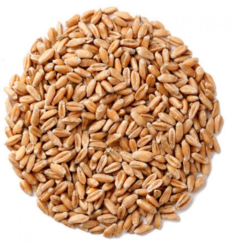 Зерно пшеница 1 кг.