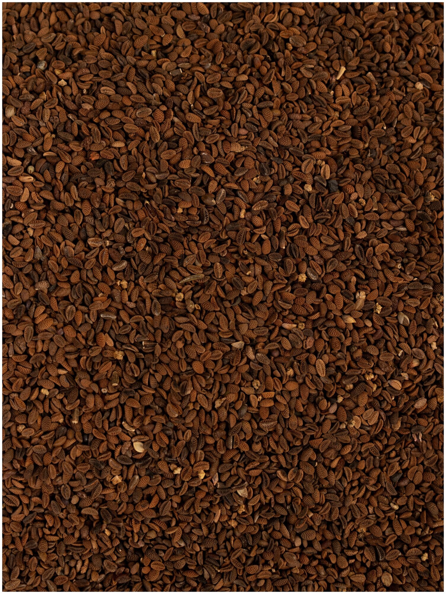 Сидерат Фацелия семена, 1 кг/ медонос/ сидерат