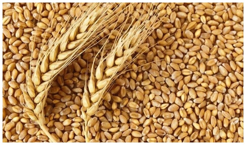 Пшеница зерно фуражная для сельскохозяйственных животных и птиц 3 кг. - фотография № 1