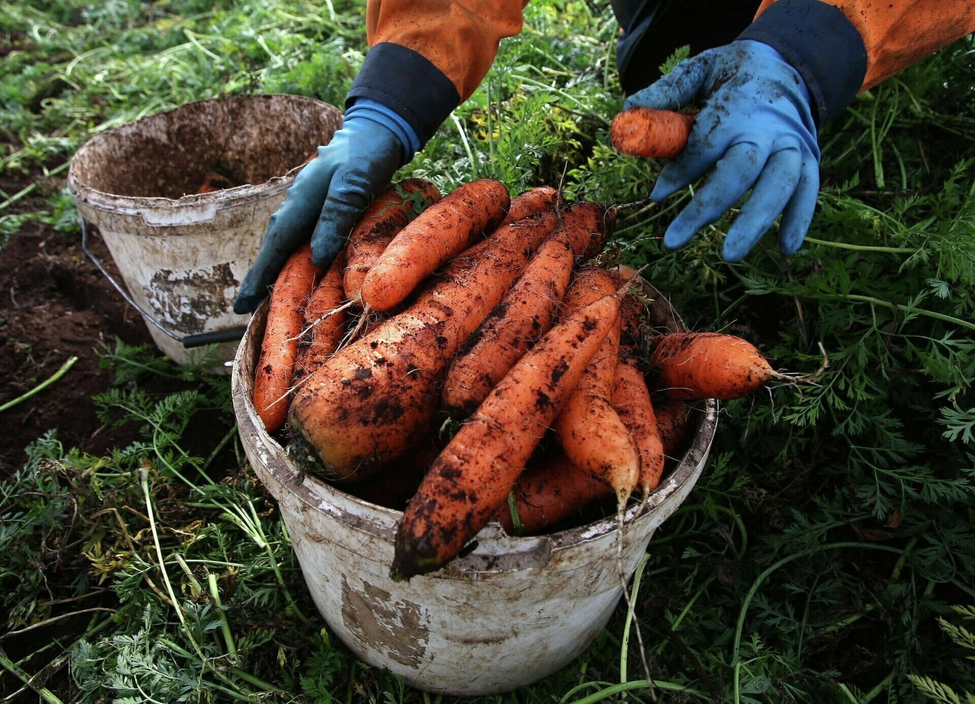Удобрение ОЖЗ, "Гуми-Оми", для картофеля, моркови, редиса, свеклы, репы, редьки, 0,7 кг - фотография № 10