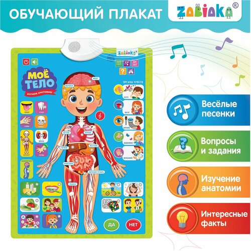 Плакат детский музыкальный обучающий Изучаем анатомию: Моё тело, ZABIAKA, 5148294
