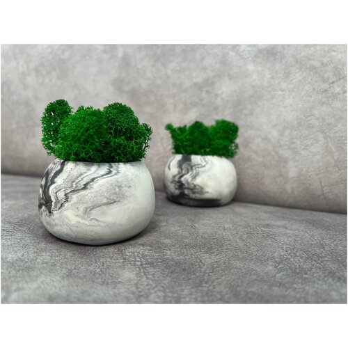 Набор кашпо со стабилизированным зеленым мхом