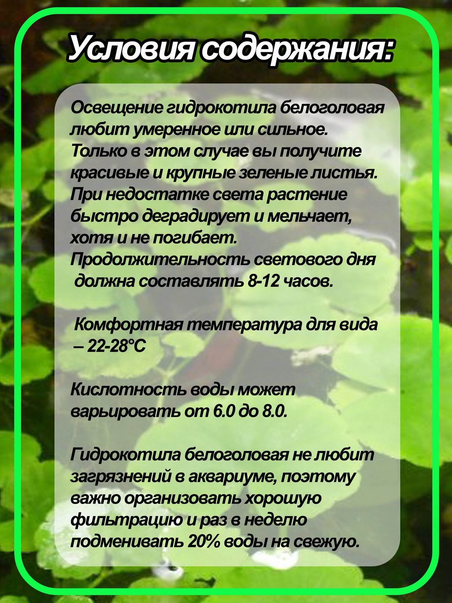 Гидрокотила белоголовая, или щитолистник белоголовый. Живое аквариумное растение. 2 веточки. - фотография № 5
