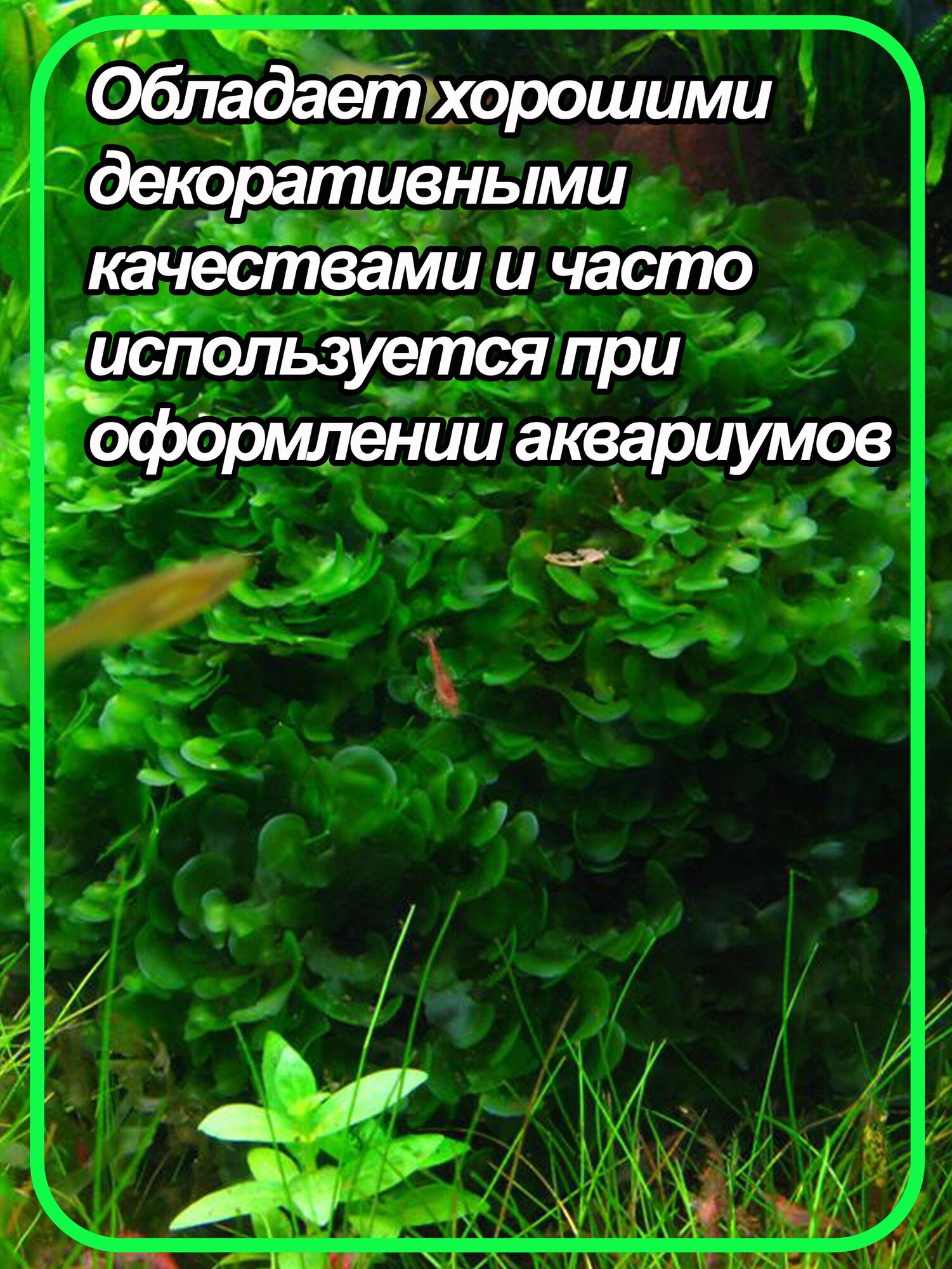 Ломариопсис линеата (Lomariopsis lineata). Живое аквариумное растение. - фотография № 2