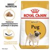 Pug Adult - изображение