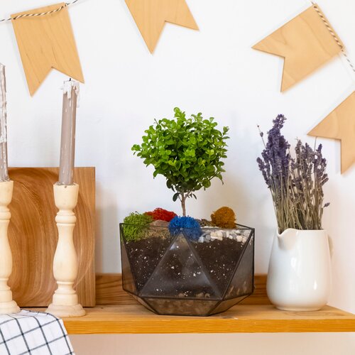 Цветок мирсина в флорариуме мини икосаэдр