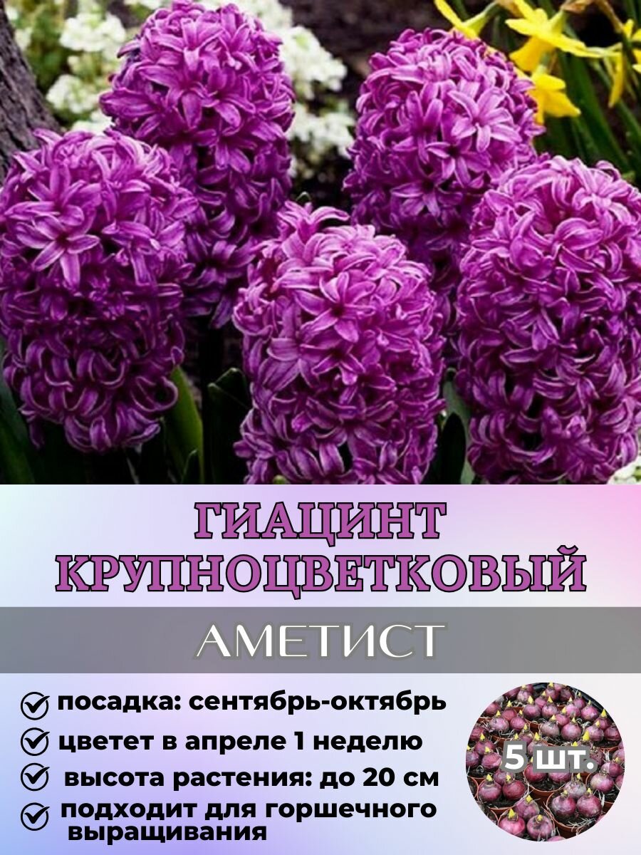 Гиацинт луковицы 5 штук