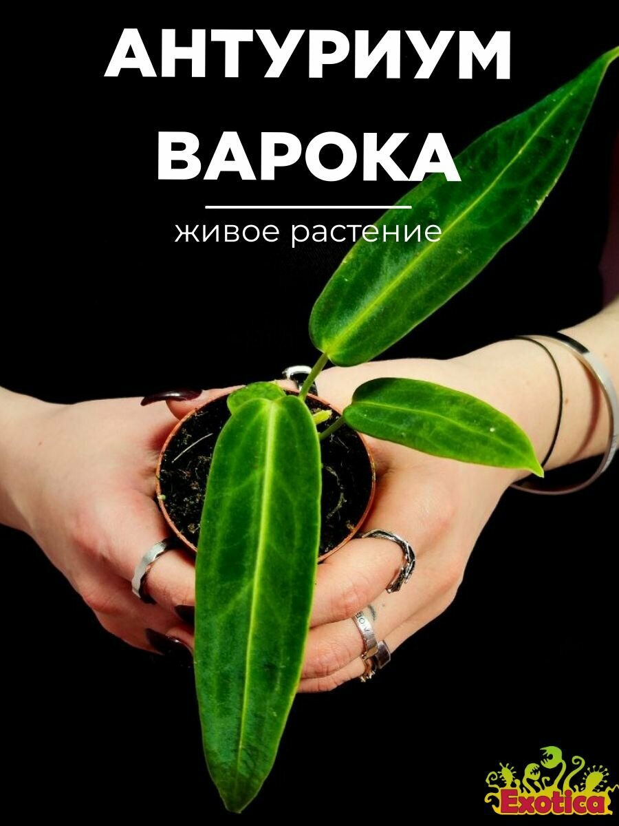 Антуриум Варока (Anthurium Warocqueanum) D6см растение в горшке