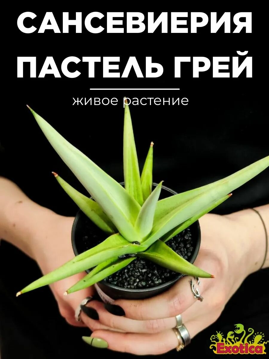 Сансевиерия Комета Пастель Грей (Sansevieria Comet Pastel Grey) D75см живой цветок