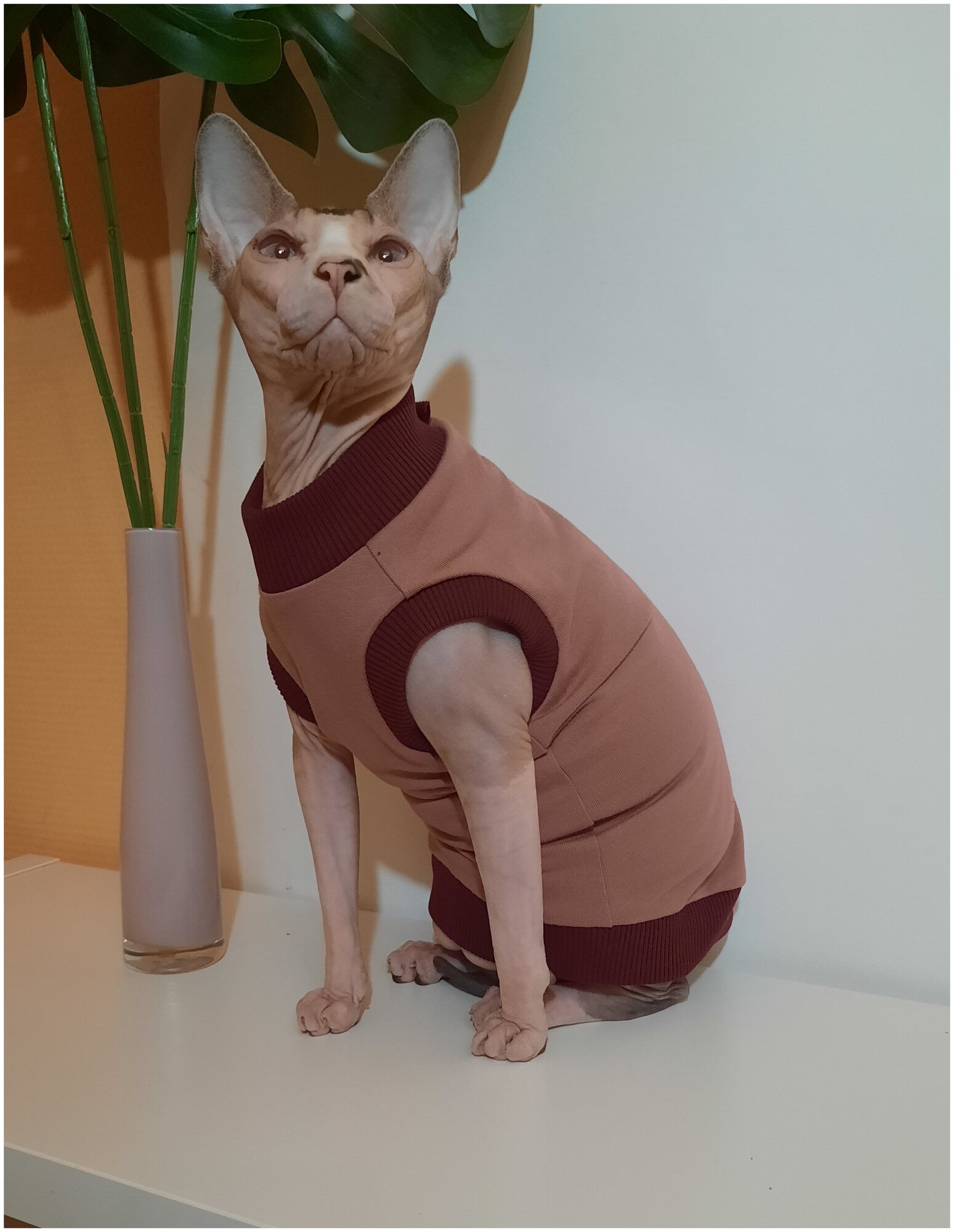 Свитшот для кошек, размер 40 (длина спины 40см), цвет розовая пудра/ толстовка свитшот свитер для кошек сфинкс / одежда для животных - фотография № 3