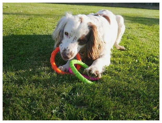 Игрушка для собак ROSEWOOD резиновая "Три кольца", мультиколор, 21см (Великобритания) - фотография № 2