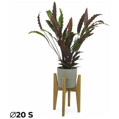 Подставка для цветов и растений напольная деревянная Карл от Flora Urban диаметр: 20 см, высота: 40 см, размер: S, цвет: Дуб натуральный