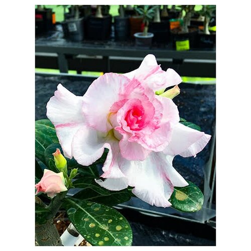 Адениум Кристина