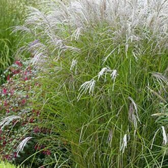 Мискантус Клейн Фонтан саженец