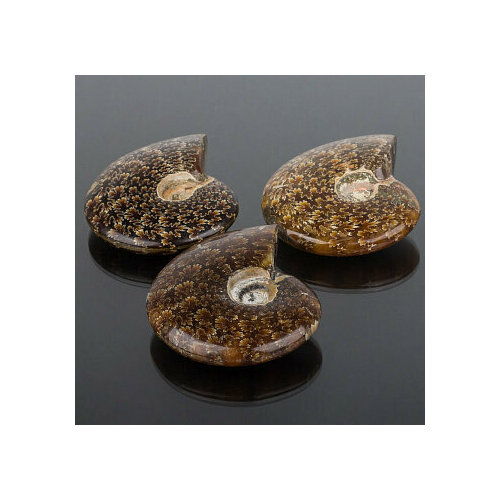 Аммонит необработанный 40-50 мм.