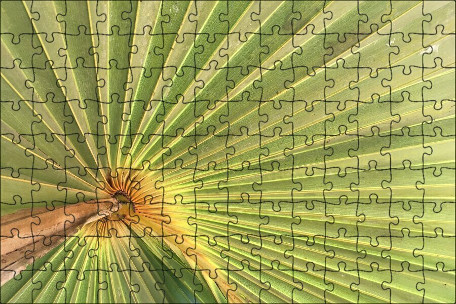 Магнитный пазл "Пальмовый лист, зеленый, тропический" на холодильник 27 x 18 см.