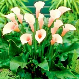 Калла Парфайт луковицы клубни корни цветов