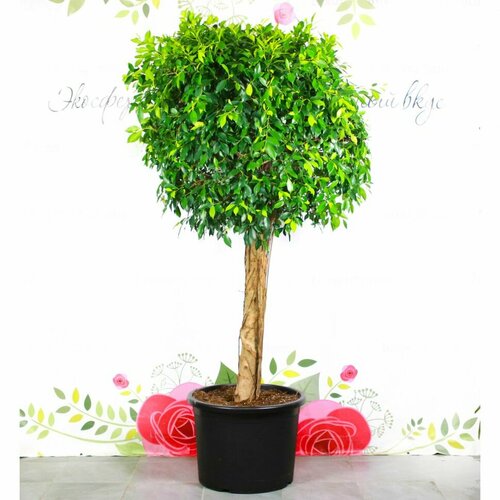 Фикус Нитида 250/70