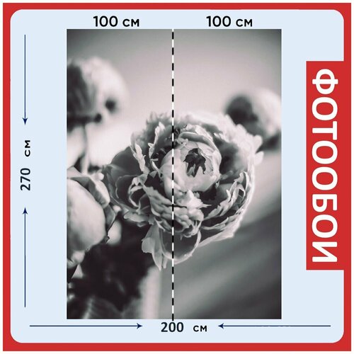 Фотообои Цветок серый весна 200x270 см флизелиновыена стену 2980₽