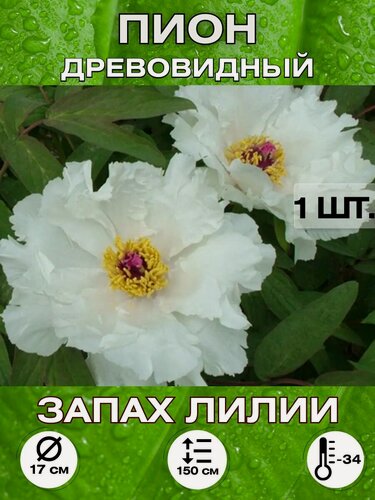 Изображение товара Пион Запах лилии, корневище
