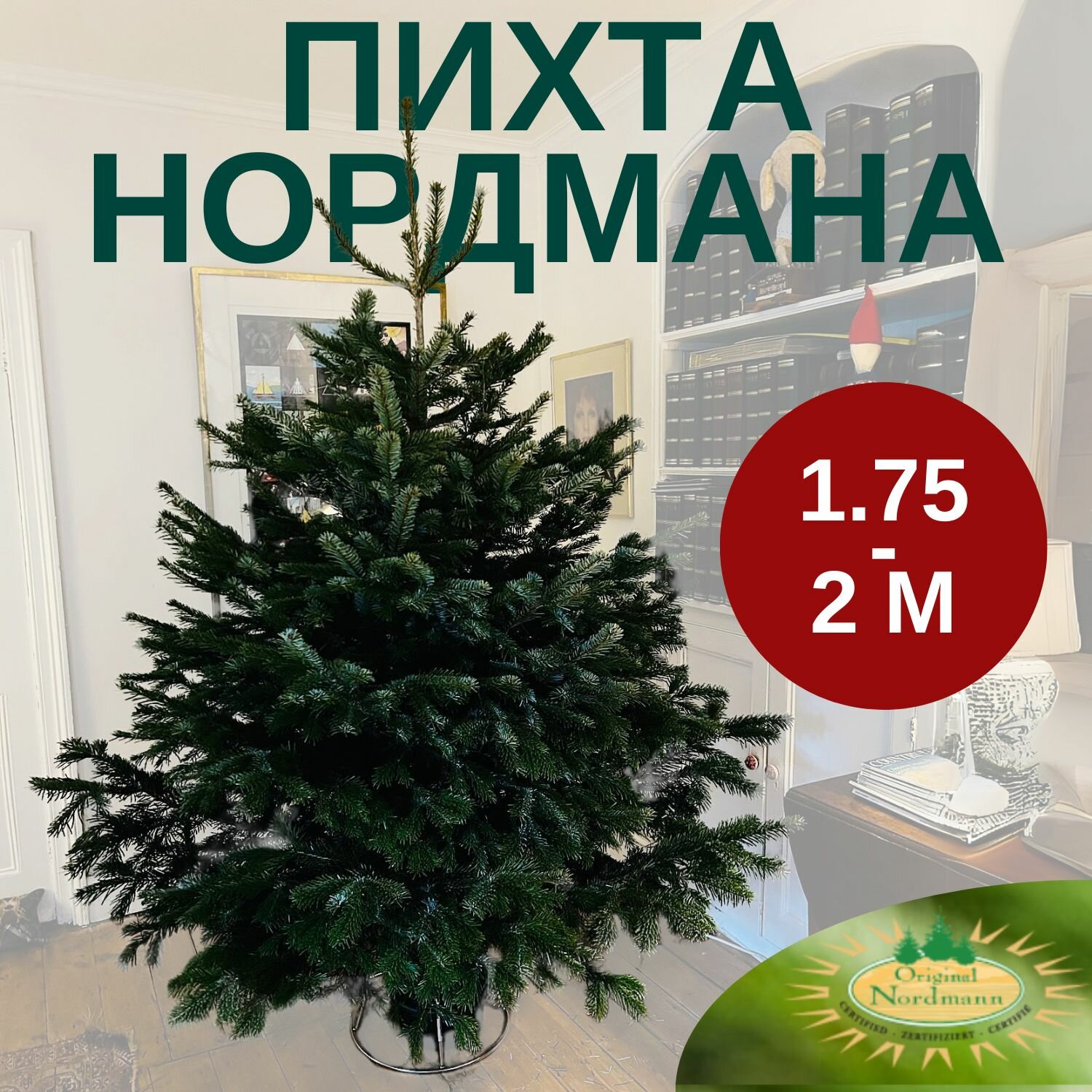Пихта Нордмана новогодняя (живая Датская елка) 175 - 2 м на новый год
