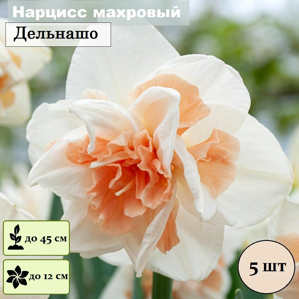 Луковицы Нарцисс махровый Дельнашо / в упаковке 5 шт