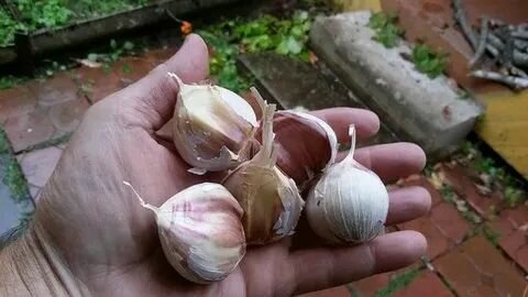 Чеснок озимый на посадку 500 грамм лущенный