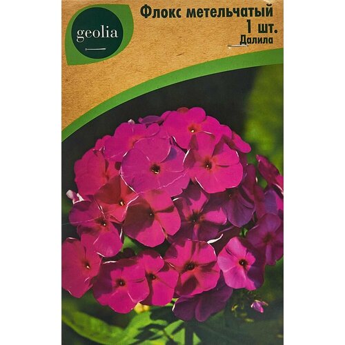 Флокс Geolia метельчатый Далила