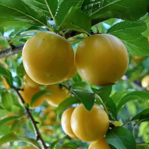 Алыча обыкновенная (лат. Prunus myrobalana) семена 5 шт + подарочные семена