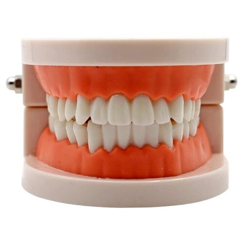 Стоматологическая учебная денто-модель верхней и нижней челюсти с мягкой десной / 28 зубов (У)