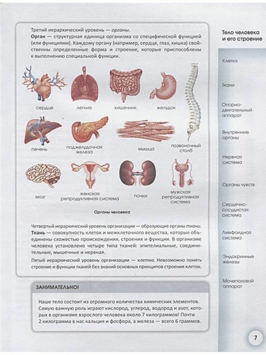 Популярный атлас анатомии человека - фото №11