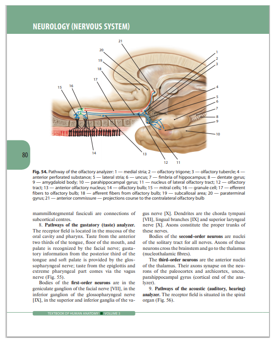 Textbook of Human Anatomy. Volume 3. Nervous system - фото №7