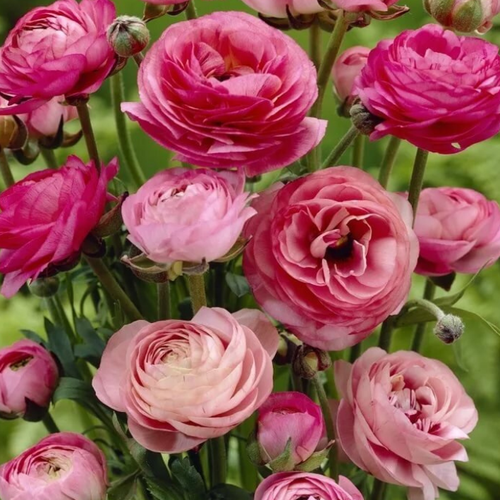 Луковицы Ранункулюс PINK 10 шт 463₽