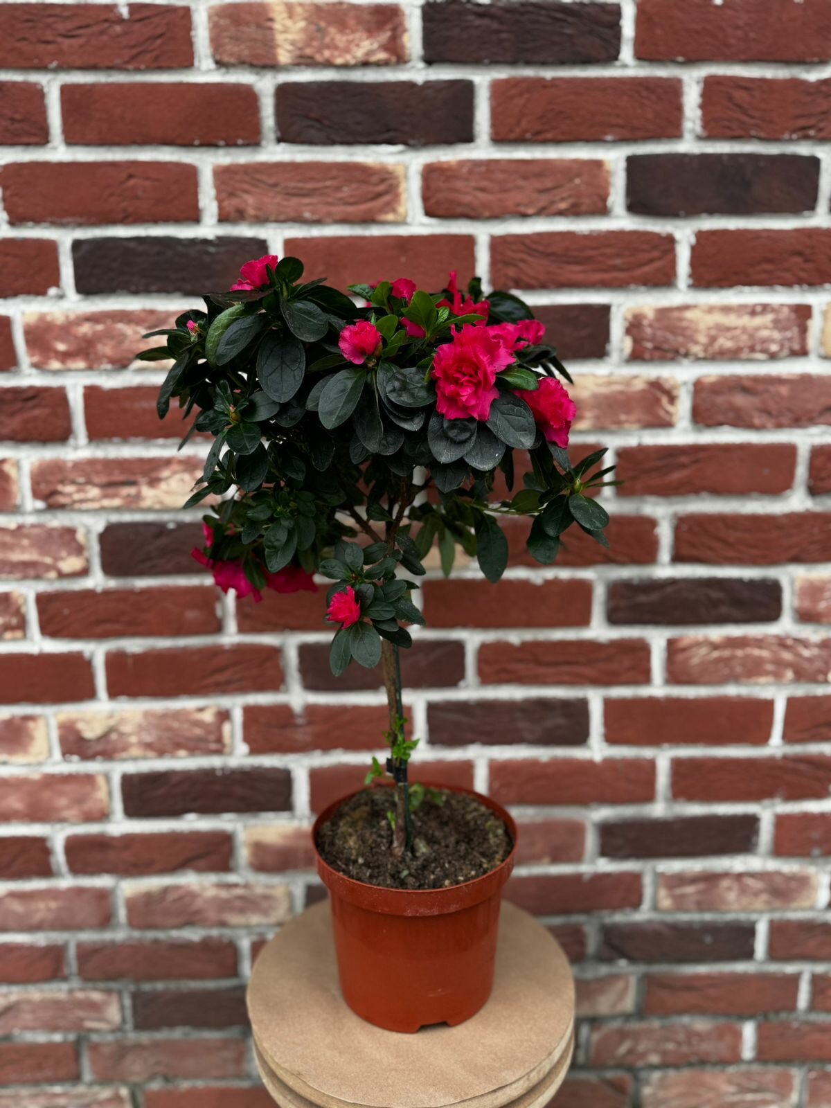 Комнатное растение 