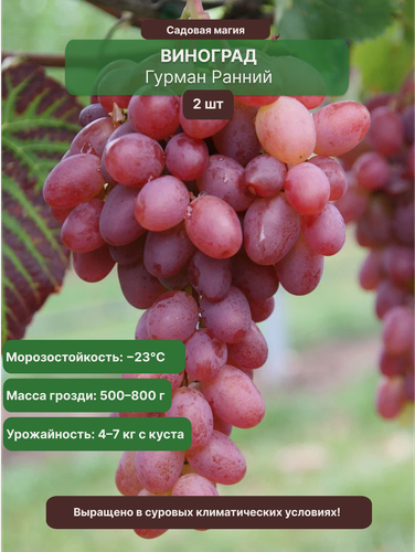 Изображение товара Виноград Гурман Ранний 2 шт / многолетний, морозостойкий сорт
