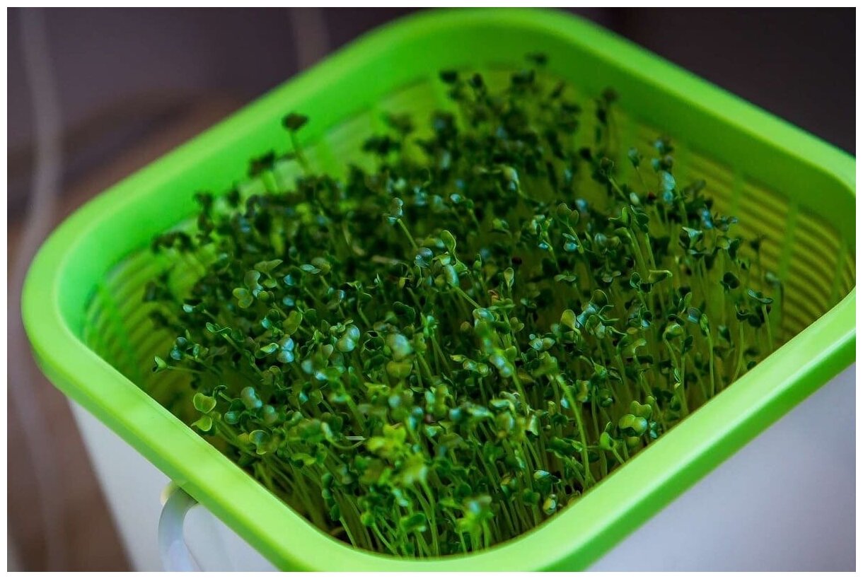 Купить семена салата для гидропоники путин за легализацию марихуаны
