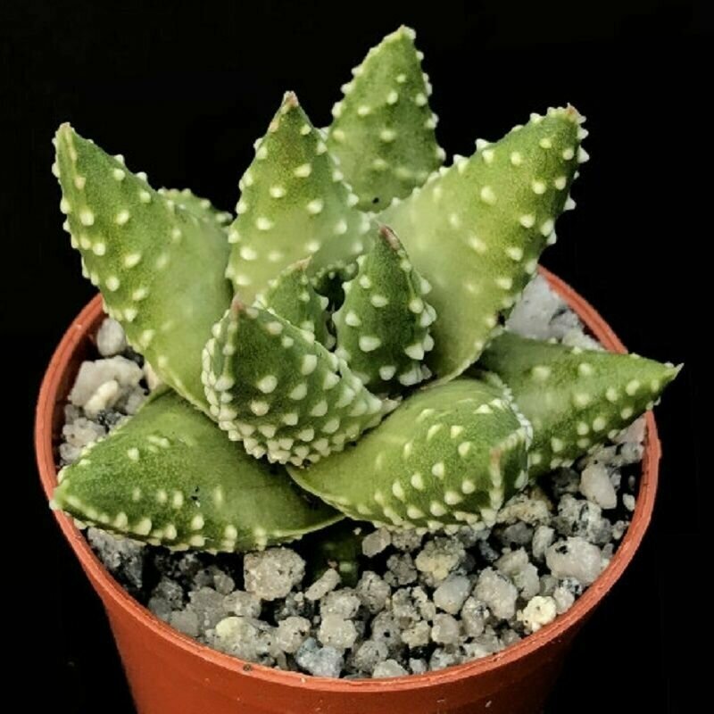 Хавортия Жемчужная Кеймунг Бей (Haworthia MARGARITIFERA KEIMUNG BEI) семена