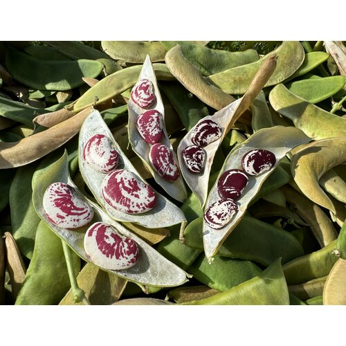 Лимская фасоль, крупная, мраморная, высший сорт. Армения