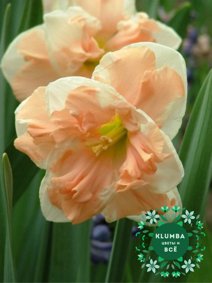 Луковицы цветов Клумба Нарцисс CUM LAUDE ( 3 штуки ) бело-коралловый