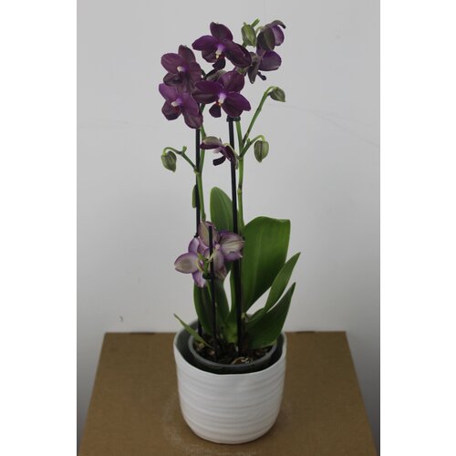 Фиолетовая Орхидея Фаленопсис в керамическом кашпо (D-14 H-60)