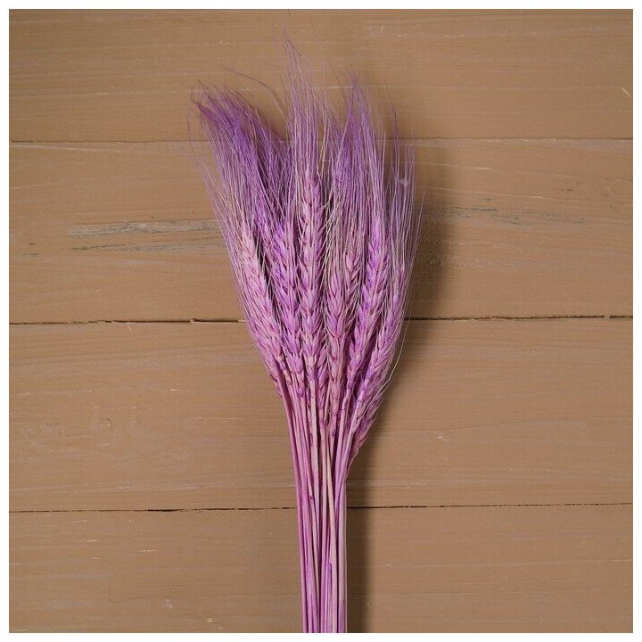 Суxой колос пшеницы набор 50 шт цвет фиолетовый