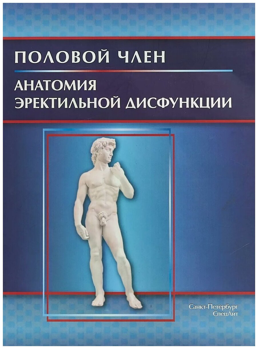Половой член. Анатомия эректильной дисфункции - фото №1