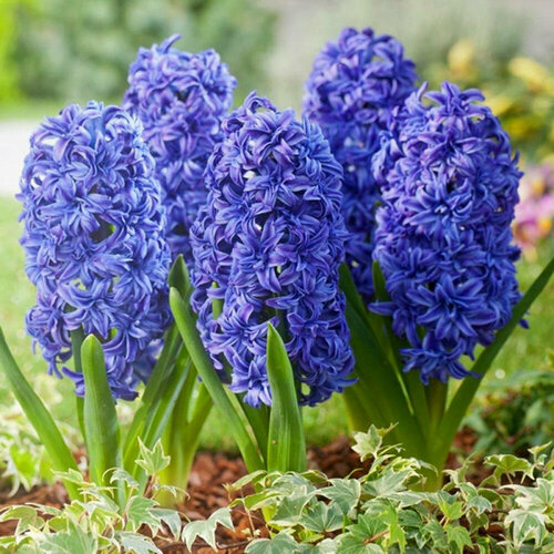 Гиацинт Махровый Кристал Пэлас (Hyacinthus) Луковицы/Разбор 14/16/Открытая (ОКС)