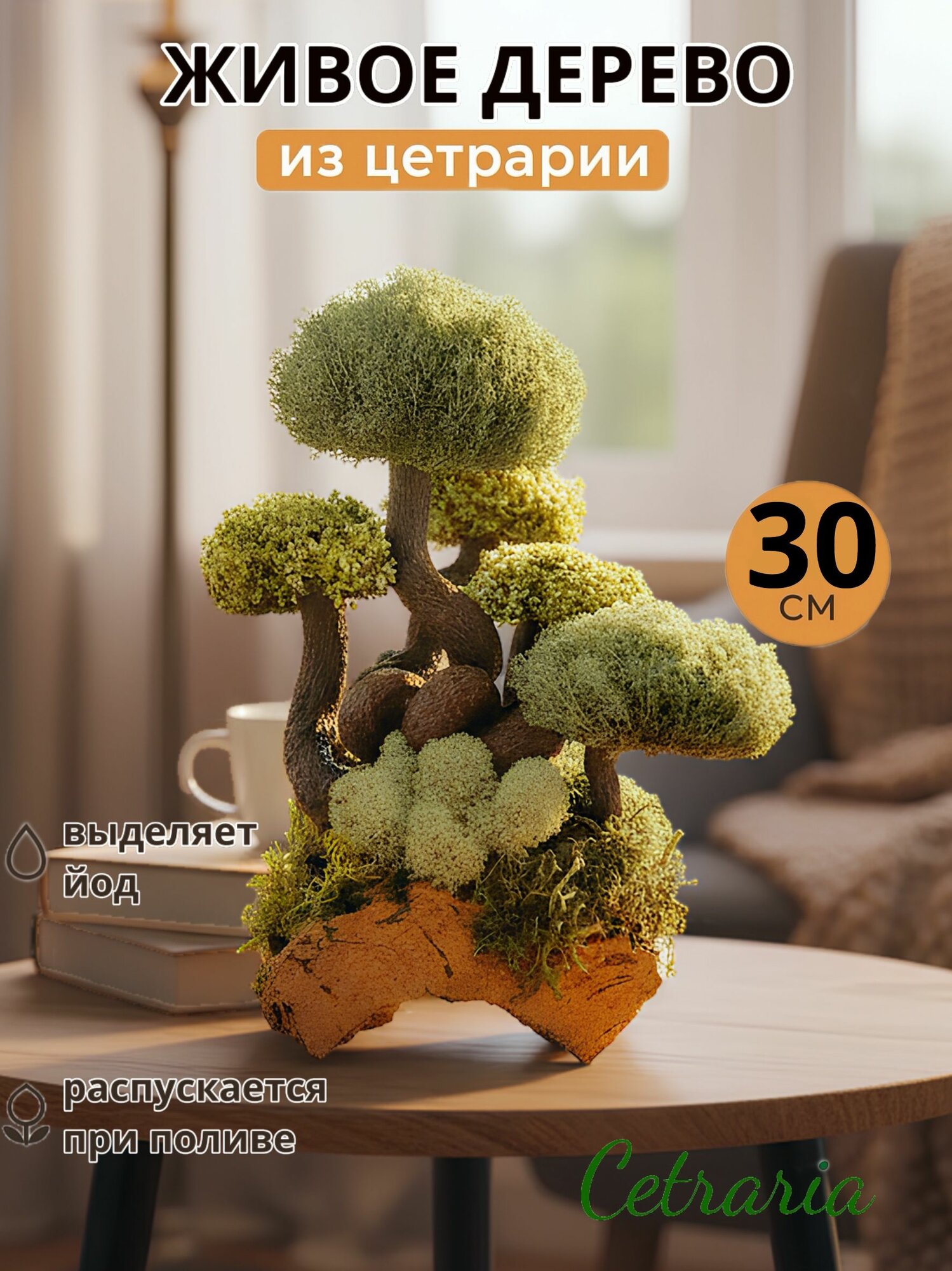 Бонсай Цетрария комнатное растение