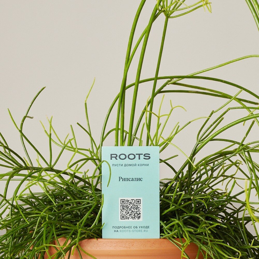 Комнатные растения в горшках Roots Flowers Рипсалис d17