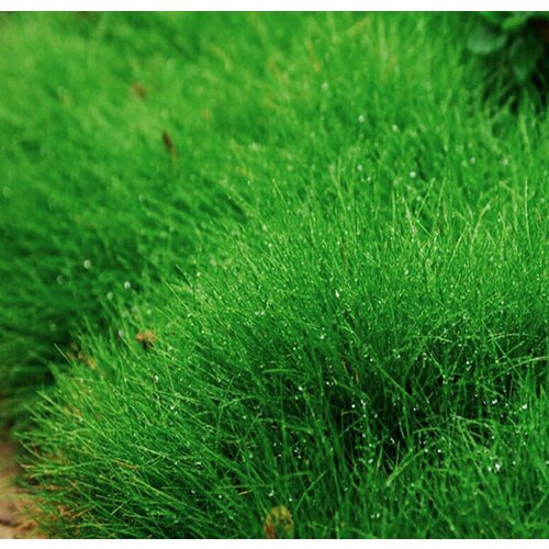 Полевица Кроми, газонная трава, 150 гр семян