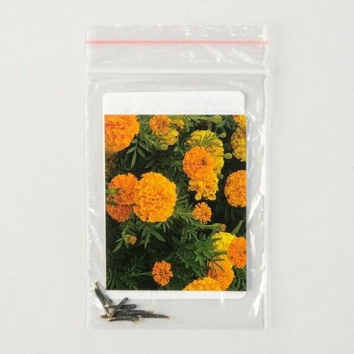 Семена цветов Бархатцы Леди, Оранж, Pan American, 10 шт 4 упаковки