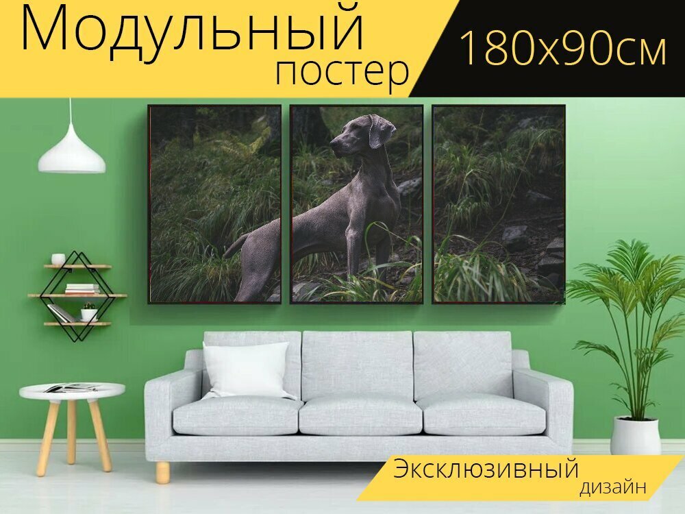 Модульный постер "Веймаранер, собака, охотничья собака" 180 x 90 см. для интерьера