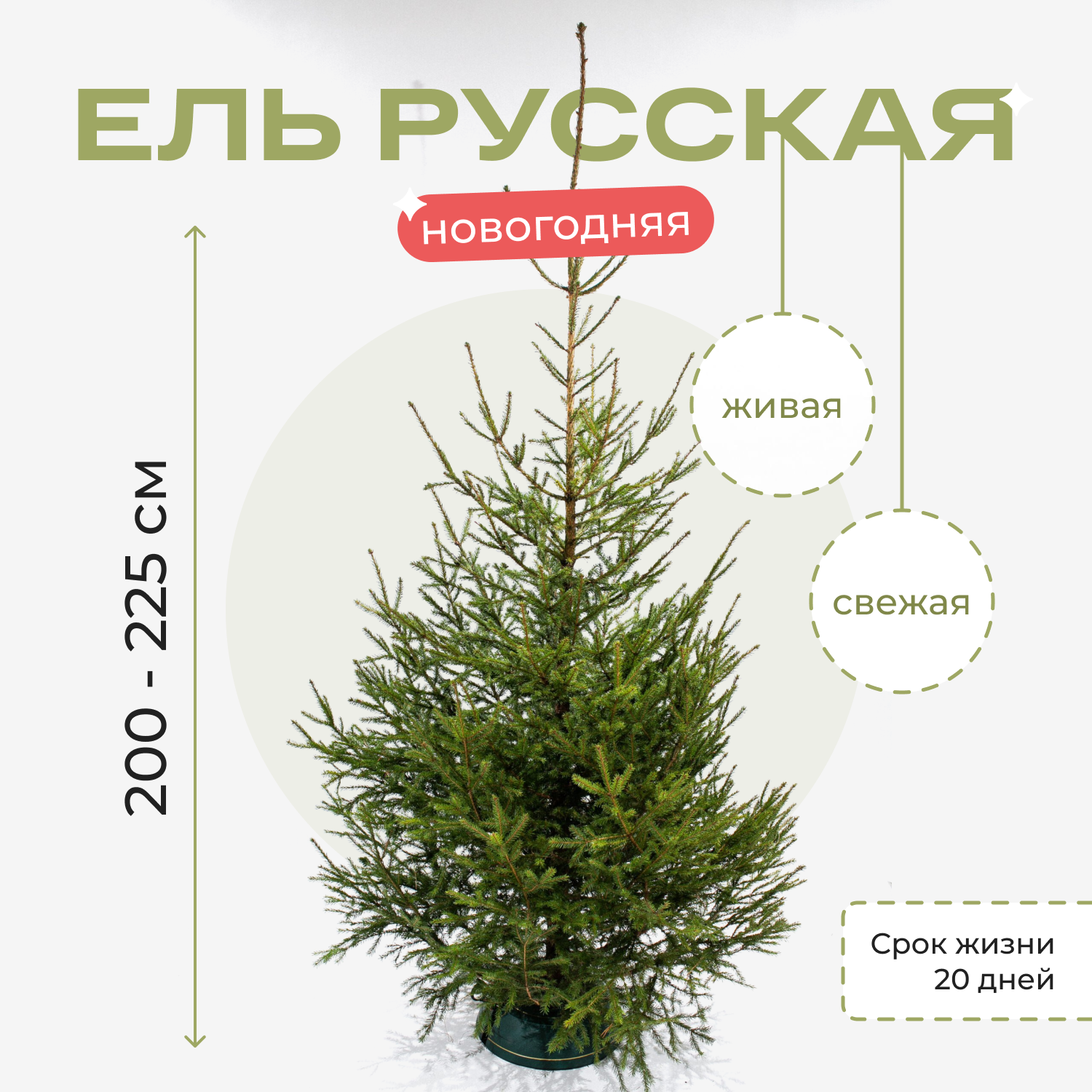 Русская елка живая новогодняя 2 - 2.25 м